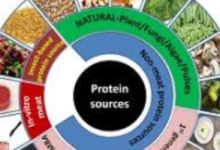 Custom-made beetle bites: a new approach to sustainable nutrition