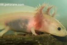 Customized nutrition for Axolotls