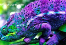 Prepared Chameleon Chow: Raising your colorful companion