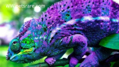 Prepared Chameleon Chow: Raising your colorful companion