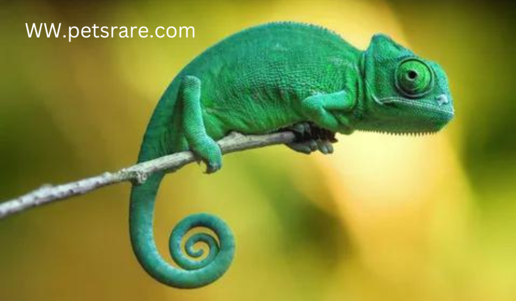 Prepared Chameleon Chow: Raising your colorful companion