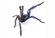 Special Tarantula Supplements: Supplementing Your Arachnid's Diet