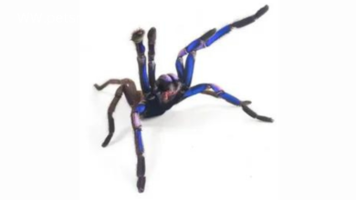 Special Tarantula Supplements: Supplementing Your Arachnid's Diet