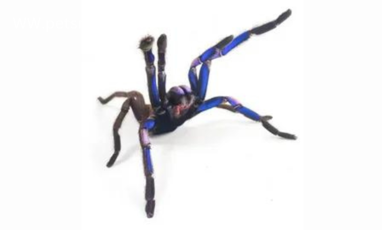 Special Tarantula Supplements: Supplementing Your Arachnid's Diet