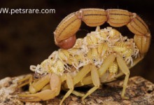 Custom Made Scorpion Snacks: A Perfect Approach to Arachnid Hunger