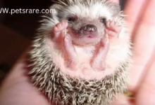 Bespoke pygmy hedgehog food: tailoring nutrition for tiny teeth