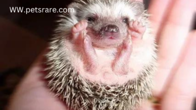 Bespoke pygmy hedgehog food: tailoring nutrition for tiny teeth