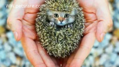 Tailored Hedgehog Treats: A delightful treat