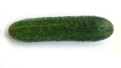 High Calcium Cucumber Feeds: Building Stronger Echinoderms