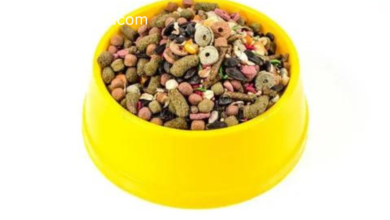 Gourmet Beetle Bits for Pets: A crunchy and nutritious treat