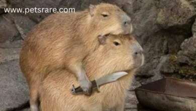 Capybara Dental Problems: Causes and Solutions