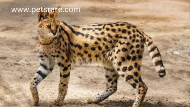 Serval Feline Renal Failure: Causes and Treatment