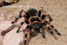 Tarantula Respiratory Diseases: Diagnosis and Care