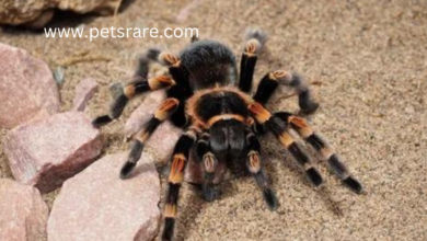 Tarantula Respiratory Diseases: Diagnosis and Care