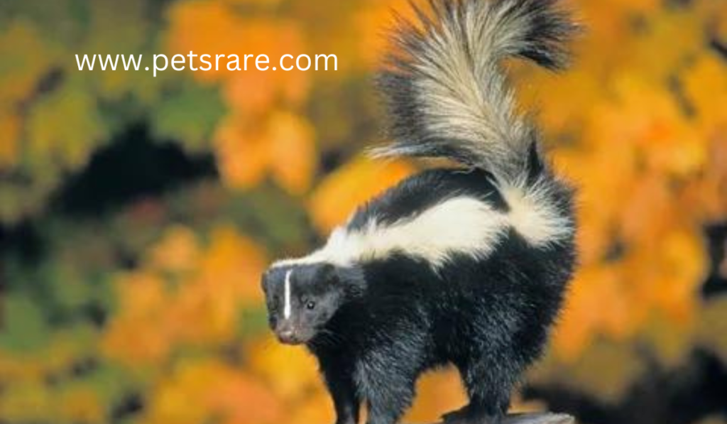 Skunk Allergy: Recognition and Management