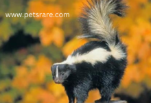 Skunk Allergy: Recognition and Management