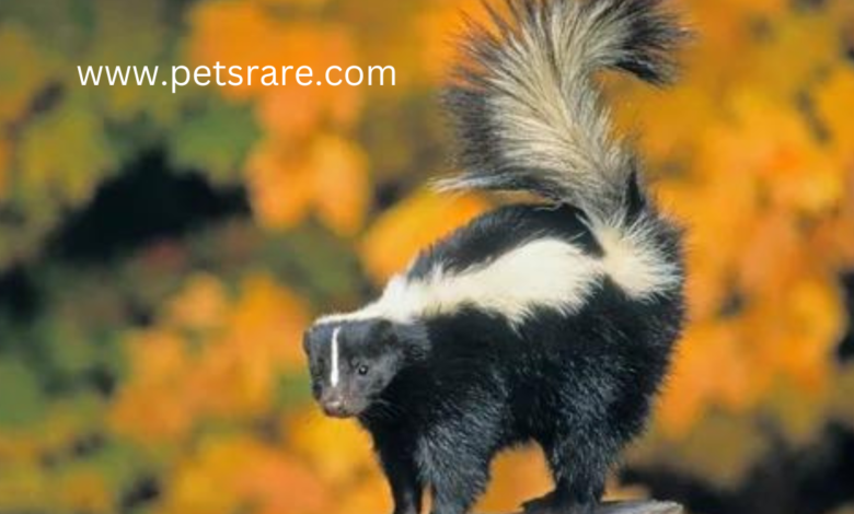 Skunk Allergy: Recognition and Management