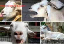 Pygmy Goat Cough and Respiratory Problems: Causes and Treatment