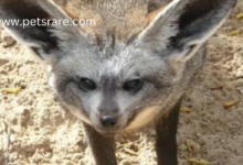 Bat-eared Fox Mange: Symptoms and Treatment