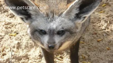 Bat-eared Fox Mange: Symptoms and Treatment