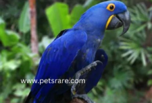 Hyacinth Macaw Psittacosis: Prevention and Care