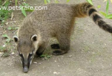 Coatimundi Gastroenteritis: Causes and Management