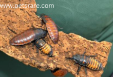 Madagascar hissing cockroach nutrition: identification and solutions