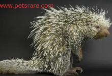 Prehensile-tailed porcupine infection: diagnosis and treatment