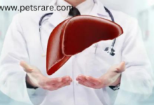 Paca Liver Disease: Diagnosis and Treatment