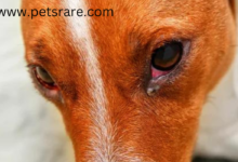 Dago Eye Infections: Causes and Care