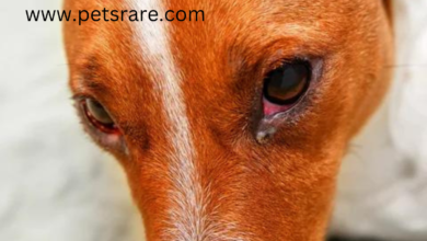 Dago Eye Infections: Causes and Care