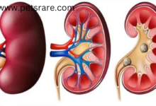 Koka Kidney Problems: Diagnosis and Management