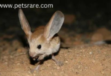 Jerboa Tumor: Identification and Care