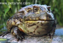 African Bullfrog Skin Ulcers: Causes and Treatment