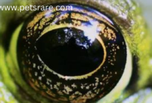 Vietnamese Musa Frog Eye Conditions: Diagnosis and Care