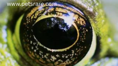 Vietnamese Musa Frog Eye Conditions: Diagnosis and Care