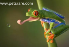 Red-eyed tree frog viral infection: management strategies