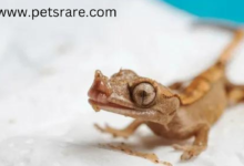 Crested Gecko Skin Problems: Causes and Solutions