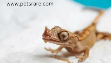 Crested Gecko Skin Problems: Causes and Solutions