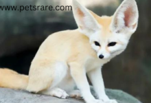 Fennec Fox Ear Infections: Symptoms and Care