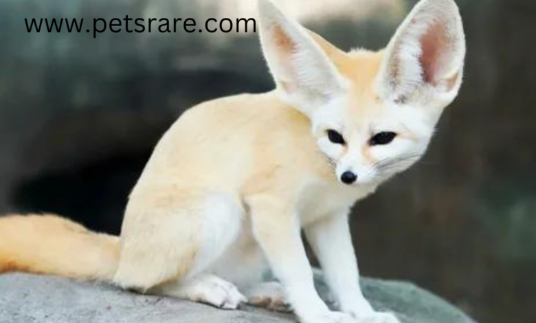 Fennec Fox Ear Infections: Symptoms and Care