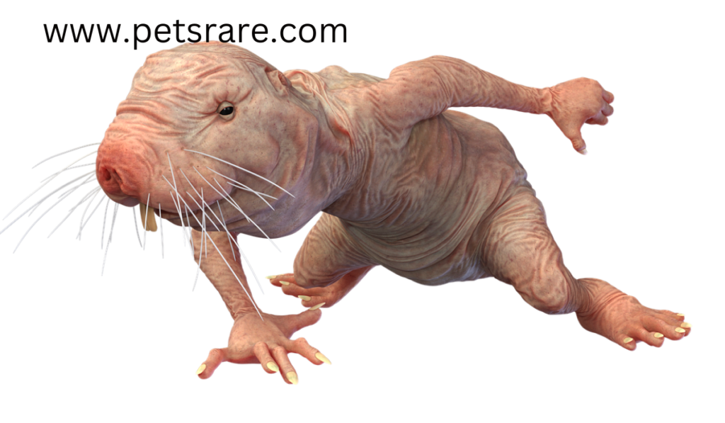 Respiratory problems of the naked mole rat: diagnosis and treatment