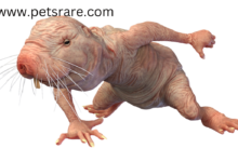 Respiratory problems of the naked mole rat: diagnosis and treatment