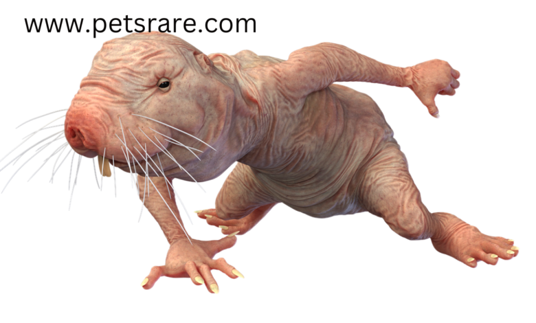 Respiratory problems of the naked mole rat: diagnosis and treatment