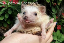 Pygmy hedgehog dental disease: identification and management