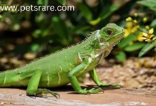 Lizard Digestive Problems: Causes and Treatment