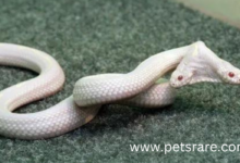 Albino Snake Digestive Disorder: Diagnosis and Care