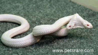 Albino Snake Digestive Disorder: Diagnosis and Care