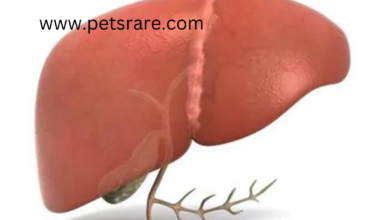 Bandicoot liver disease: a limited understanding