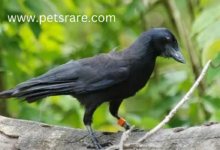 New Caledonian Crow Respiratory Diseases: Identification and Treatment